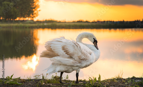 White swan floating on a surface of the lake