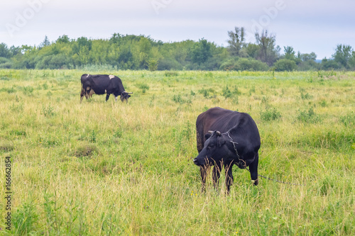 Two cows in the field in the morning