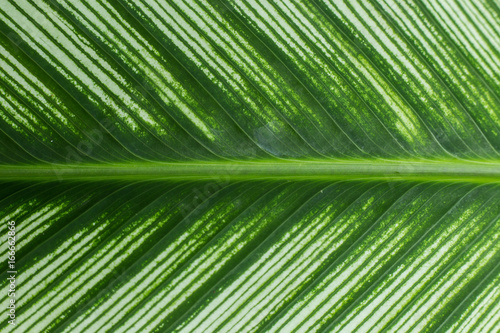 closeup green leaf vien texture background