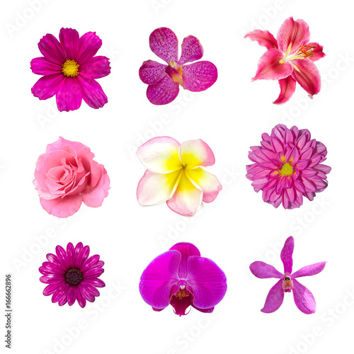 Fototapeta Naklejka Na Ścianę i Meble -  collection of pinkflower contain cosmos, orchid, lily, rose, plumeria, dehlia and Chrysanthemum flower