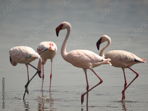 Flamingos at Lake Nakuru Kenya on 05-07-16 Photo: Michael Buch
