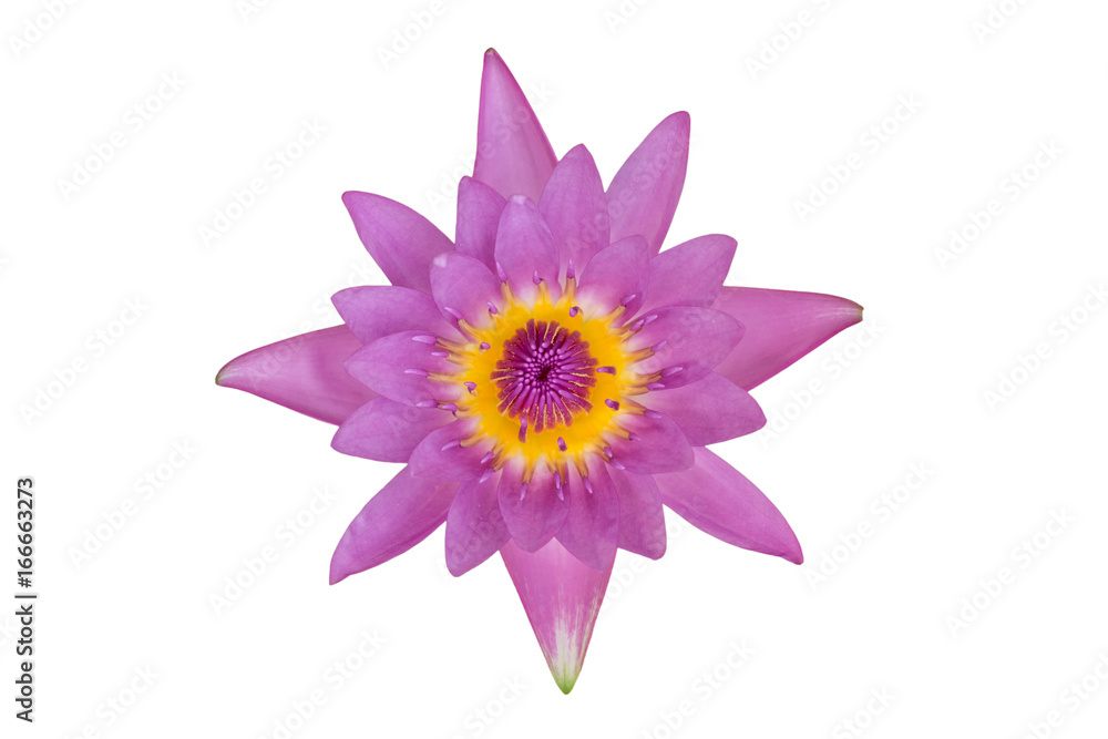 selected pink lotus flower isolated on white background, water lily