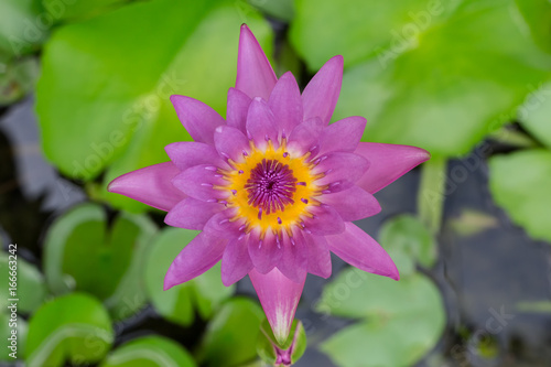 pink lotus flower on green leaf background