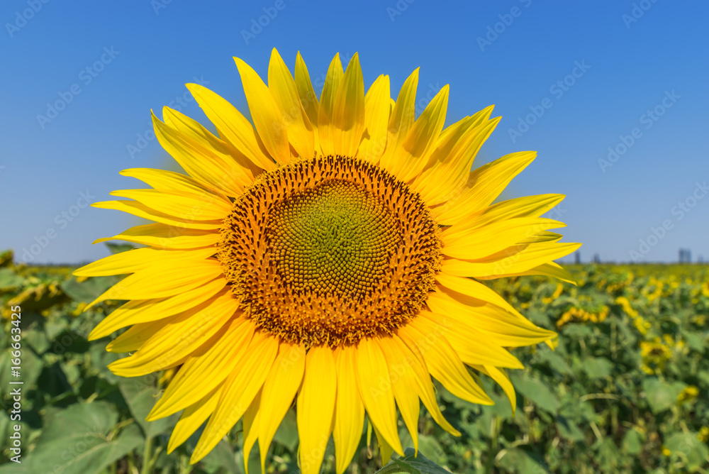 flower of sunflower in field close up flower of sunflower in field close up