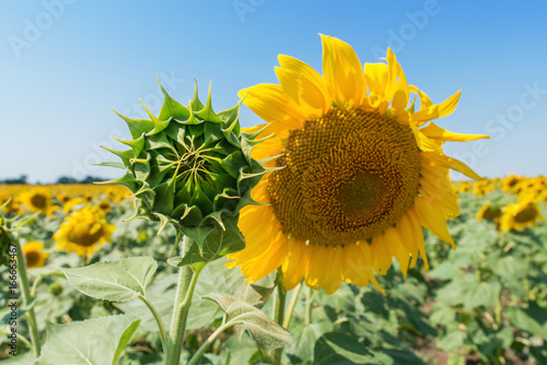 sunflowers in different level of life. focus on green head