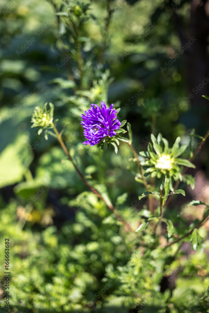 Fototapeta premium Beautiful violet flower in the garden