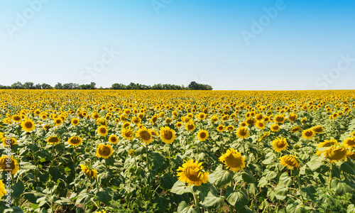 agriculture field with sunflowers and blue sky