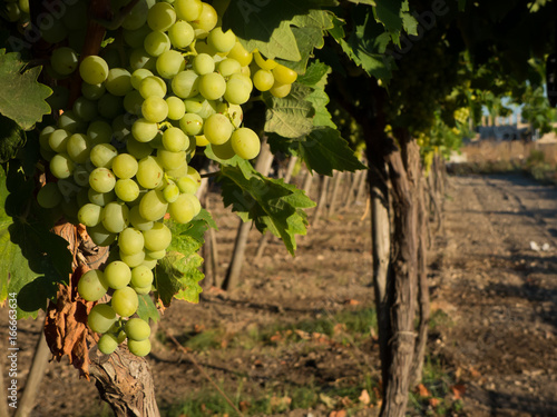 a grape plantation in an italian country in july