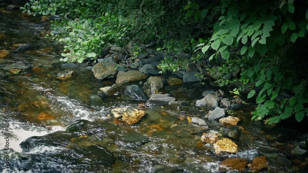 River Bank With Trees In Gentle Breeze River Bank With Trees In Gentle Breeze
