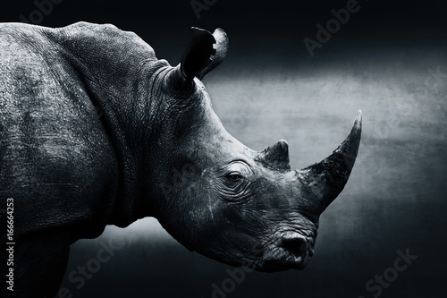 Highly alerted rhinoceros monochrome portrait. Fine art, South Africa. Ceratotherium simum