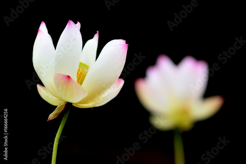 lotus flowers black background