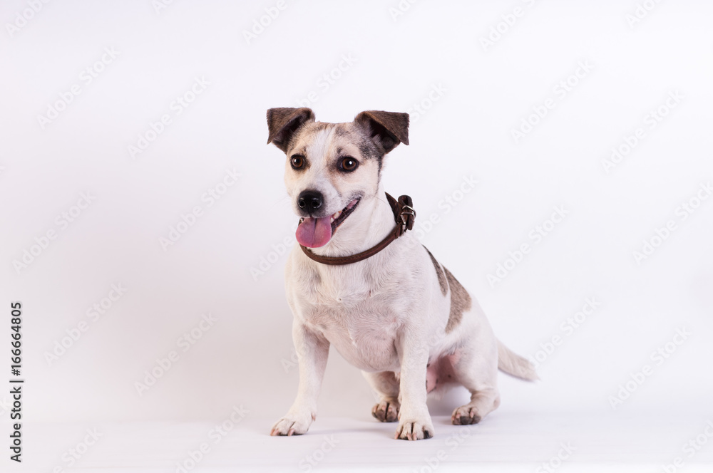 Jack Russell Terrier at studio on white