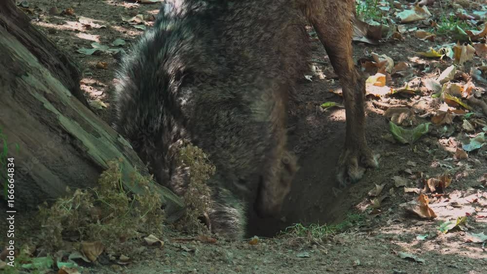Wolves digging near a tree root in their mating ritual Wolves digging near a tree root in their mating ritual