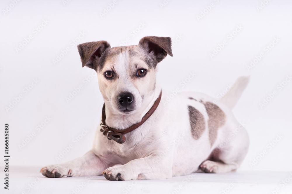 Jack Russell Terrier at studio on white