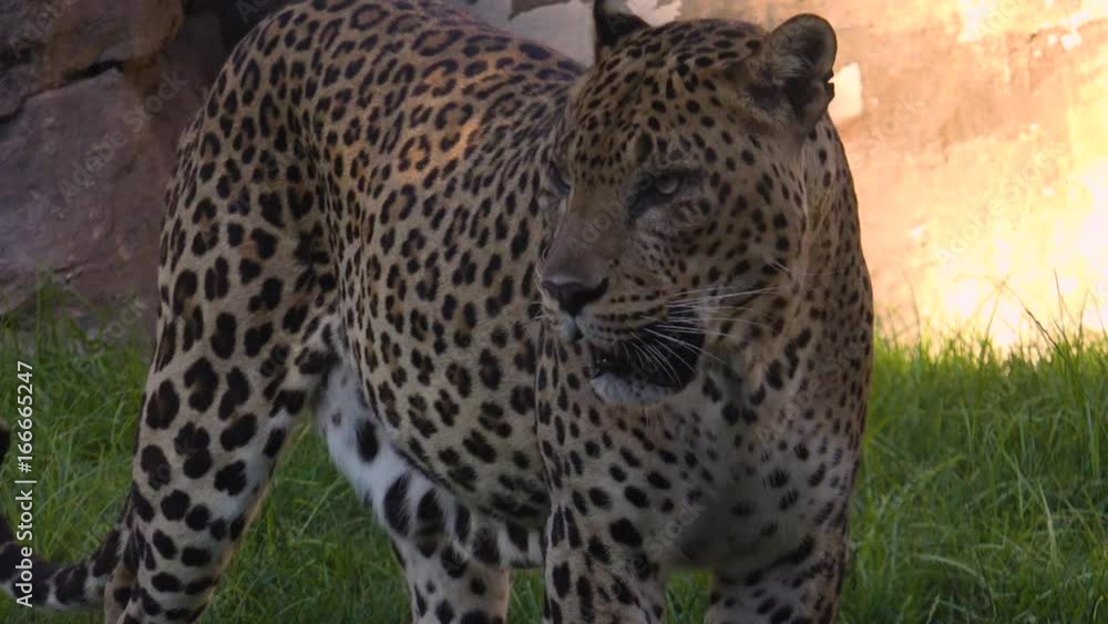 Solitary panther searches through rocks and forest Solitary panther searches through rocks and forest