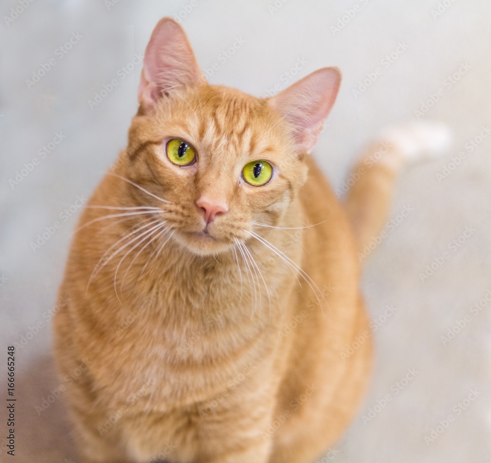 Friendly Orange Tabby Friendly Orange Tabby