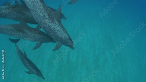 POV, pod of spotted dolphins in Bahamas