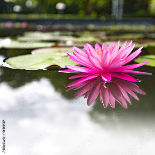 lotus flower pink nature blossom water background beautiful