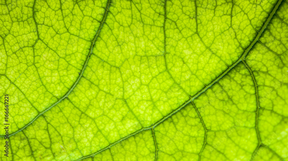 Green leaf tree concept of life Green leaf tree concept of life