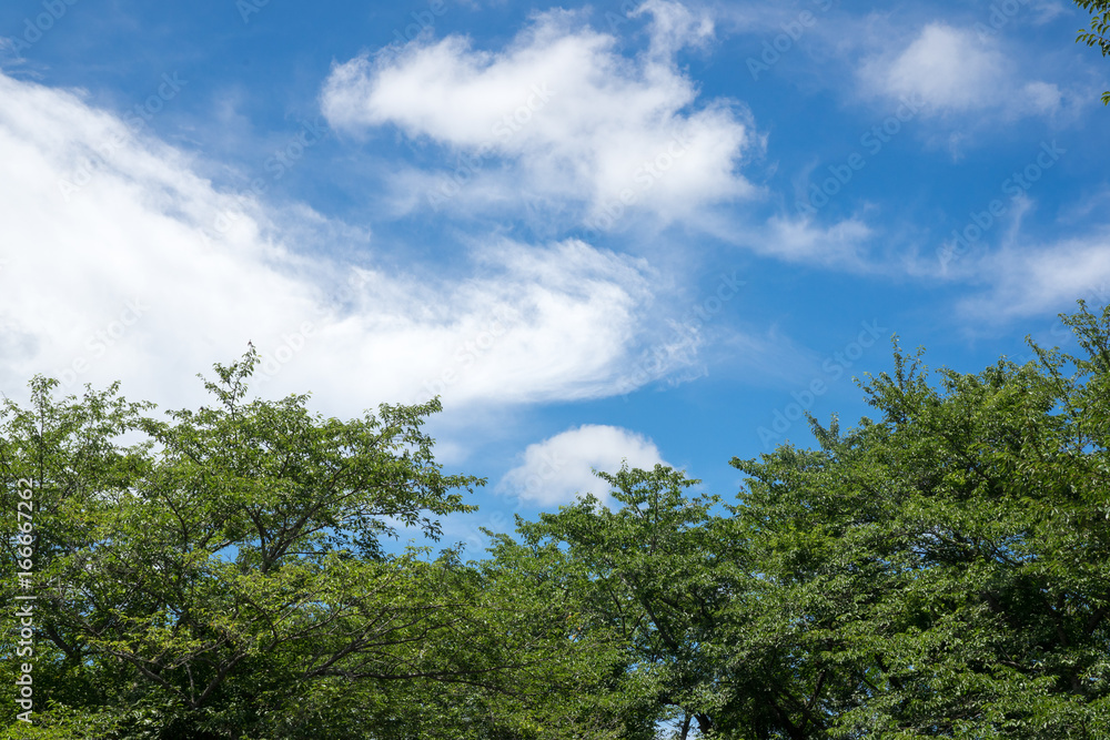 新緑と青空