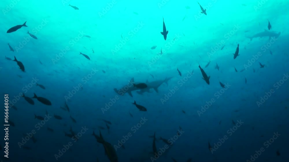 Herd of hammerhead sharks swim near surface, low angle Herd of hammerhead sharks swim near surface, low angle