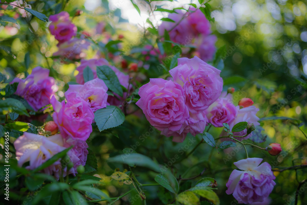 Garten im Sommer, Rosen, Blüte, Name: 