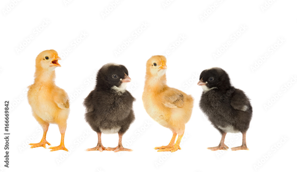 Fototapeta premium Two yellow chickens and a couple black