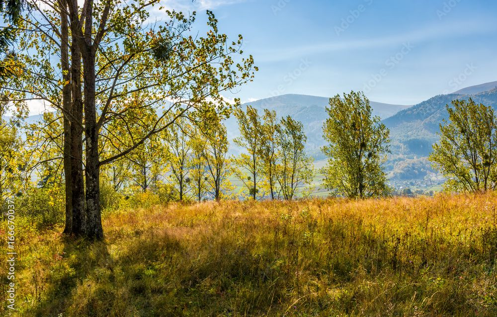 Fototapeta premium grassy glade in forest on hillside at sunrise