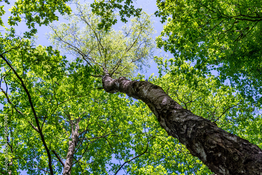 Fototapeta premium Up view of a deciduous tree on springtime