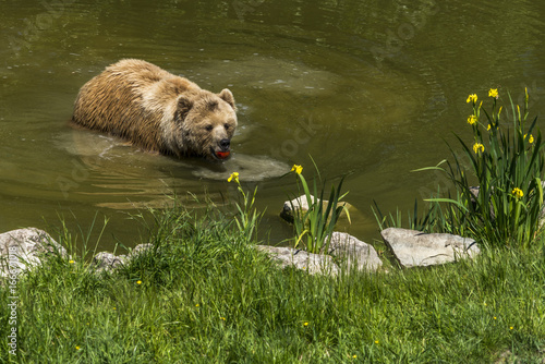 Braunbär mit rotem Apfel nimmt ein erfrischendes Bad photo