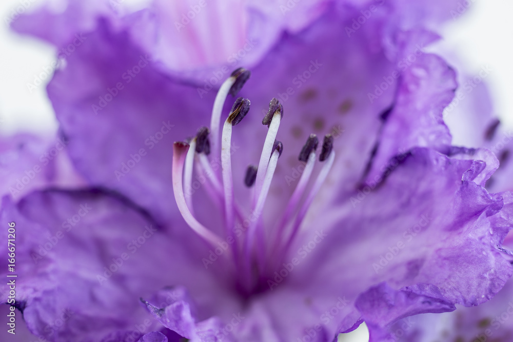Rhododendron, rose tree, Alpenrose Rhododendron, rose tree, Alpenrose
