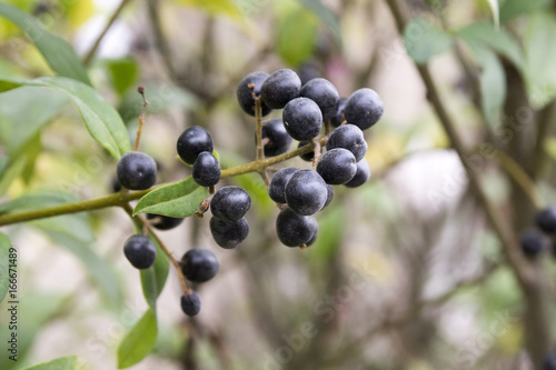 Ligustrum vulgare, wild private, common private, European privet ripened black fruits