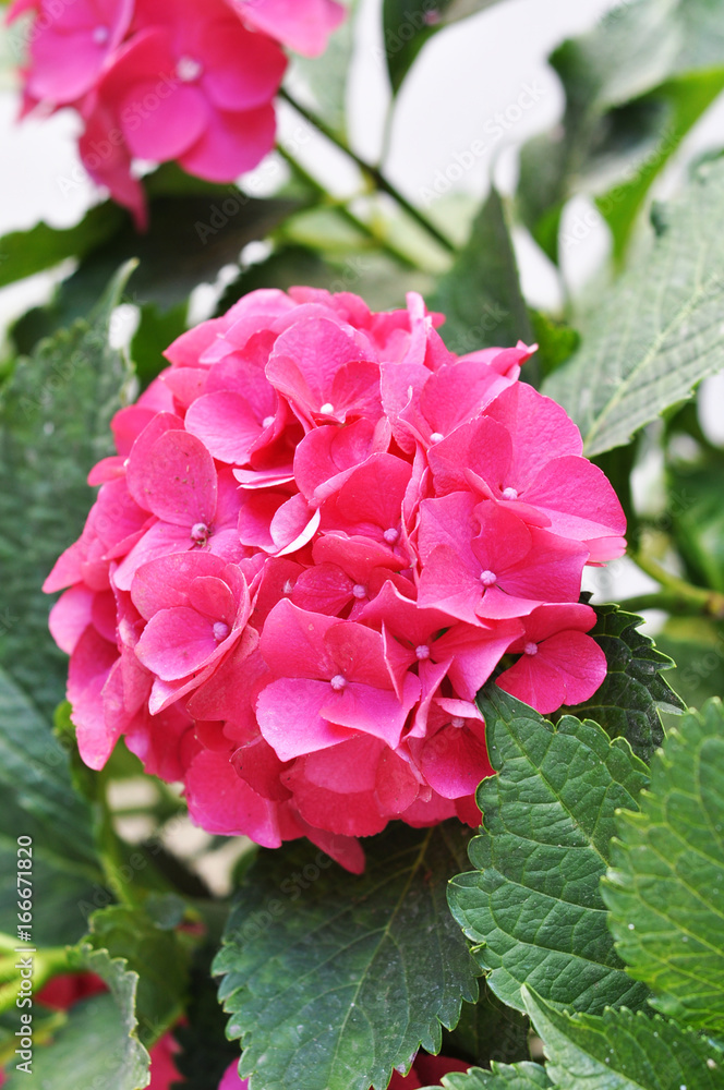 Pelargonia