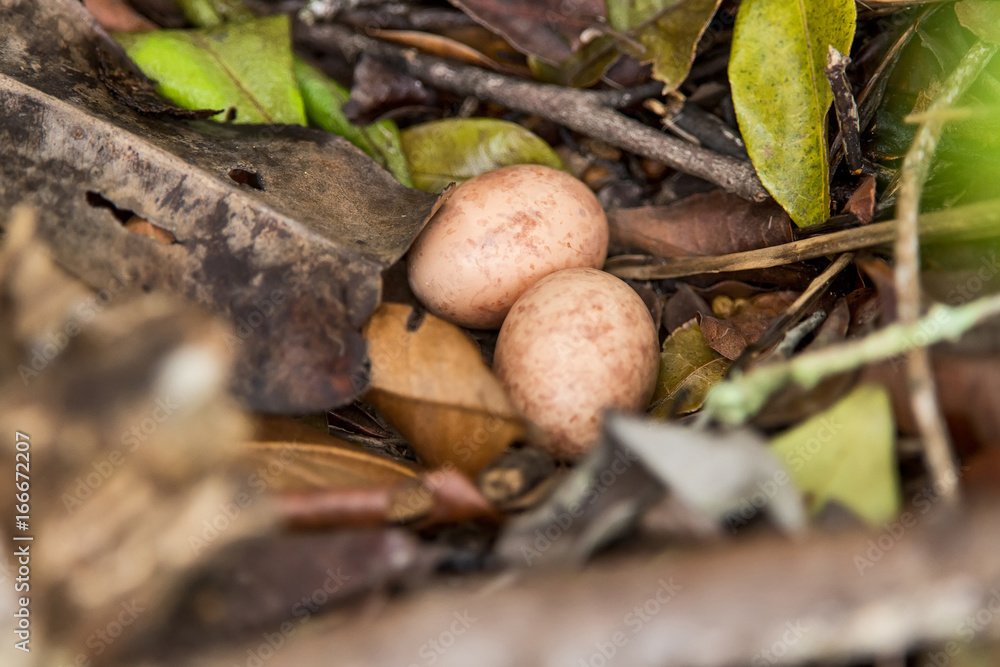 Pauraque eggs Pauraque eggs