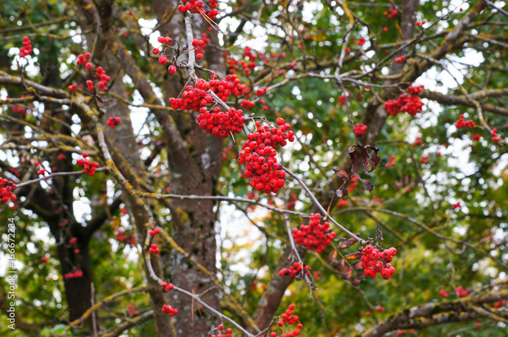 Rowan or mountain ash (sorbus) - tree and a branch with berries. Genus of many species of trees and shrubs in the rose family.