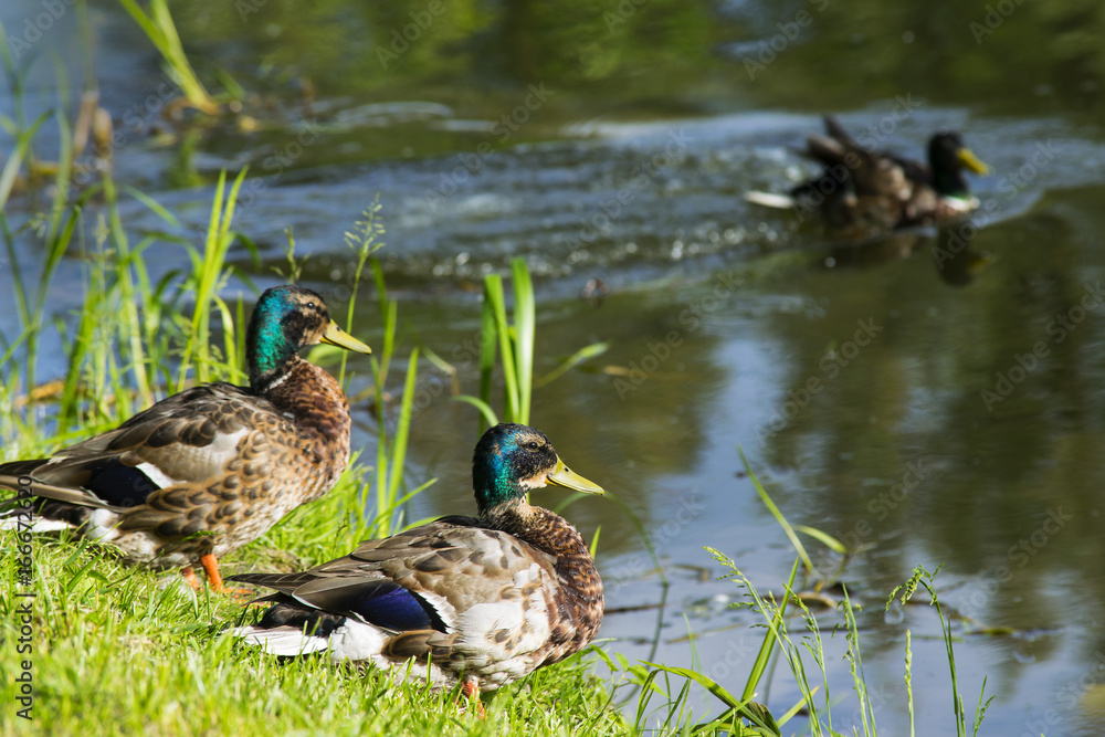 Ducks on the lake Ducks on the lake