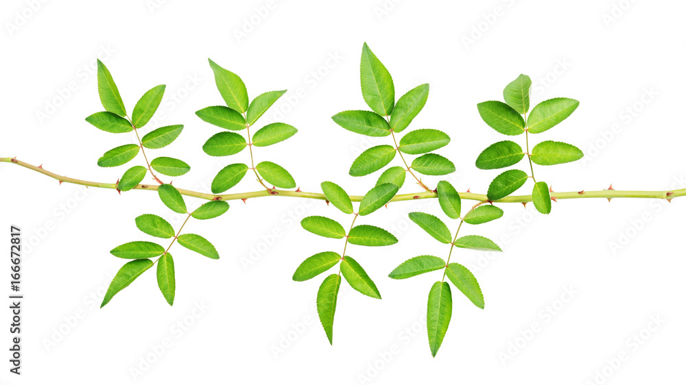 rose leaves on a white background. rose leaves on a white background.