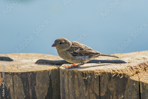 closeup of a sparrow on a wooden fence against a blue sky background