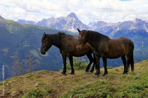 two horses and Sexten Dolomites