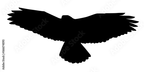 Buzzard, Buteo Buteo, Vector Silhouette