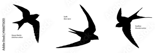 House Martin, Swift and Swallow Recognition Silhouette