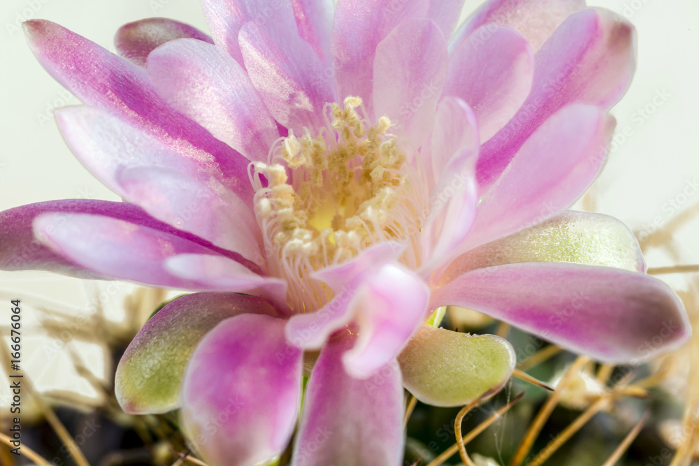 Fototapeta premium Blossom of a cactus, thorn, spine
