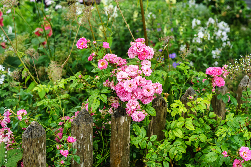 Garten, Bauerngarten, Gartenzaun mit Rosenstrauch