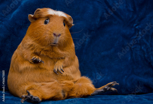 Funny guinea pig in a funny pose (with copy space on the right)
