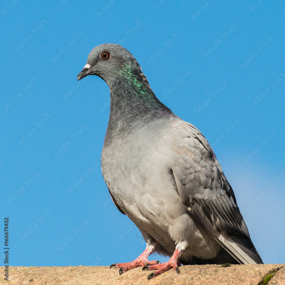 Fototapeta premium Feral Pigeon