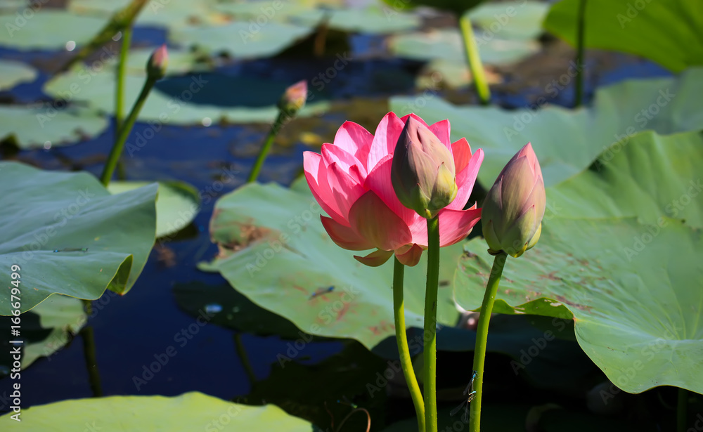 The blooming of pink lotus in Astrakhan region, river, summer. Russia wild nature. The blooming of pink lotus in Astrakhan region, river, summer. Russia wild nature.