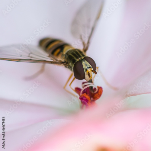 Hoverfly