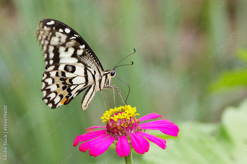 Image of The Lime Butterfly on nature background. Insect Animal (Papilio demoleus malayanus Wallace, 1865) Image of The Lime Butterfly on nature background. Insect Animal (Papilio demoleus malayanus Wallace, 1865)