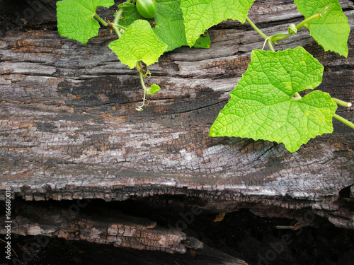 Pianta che cresce su legno in Natural background