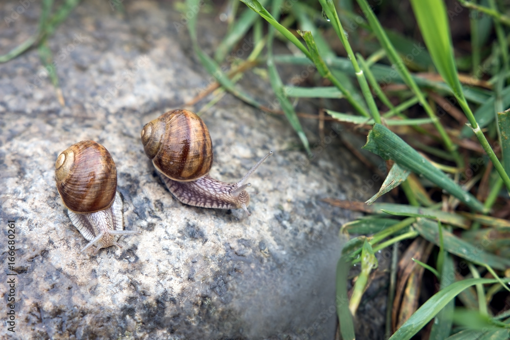 Two shell snails on the stone early in the morning Two shell snails on the stone early in the morning